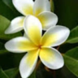 Meet your Posher, Petite Fleur Shop